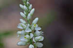 Boykin's milkwort